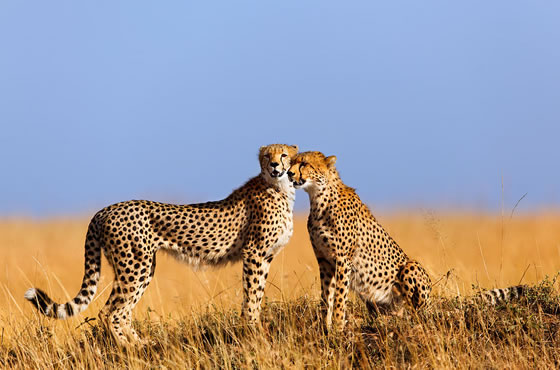 3 Days Masai Mara Air Safari from Nairobi